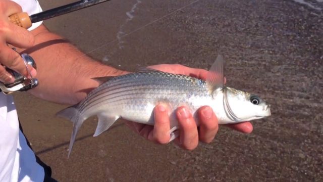 Fishing trips