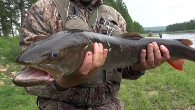 Russia – Fishing for taimen and pike on the rivers of Yakutia PART 2 Pike on spinning. Info
