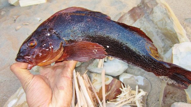 Catch and Cook and Camp. Eating a Humongous Kelp Greenling Adventure traveling