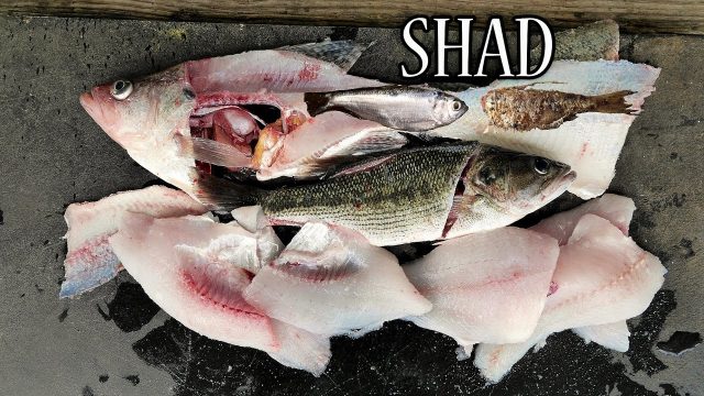Catch n Cook SHAD, Crappie, Walleye, Kentucky BASS Adventure traveling